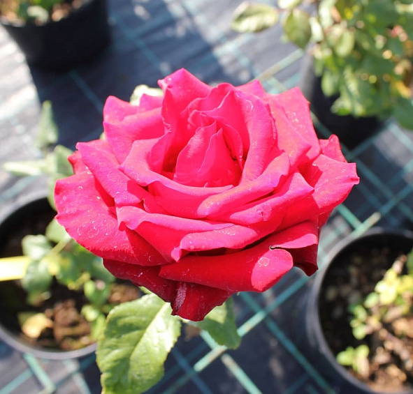 Роза 'Престиж' (чайно-гибридная) (красная)