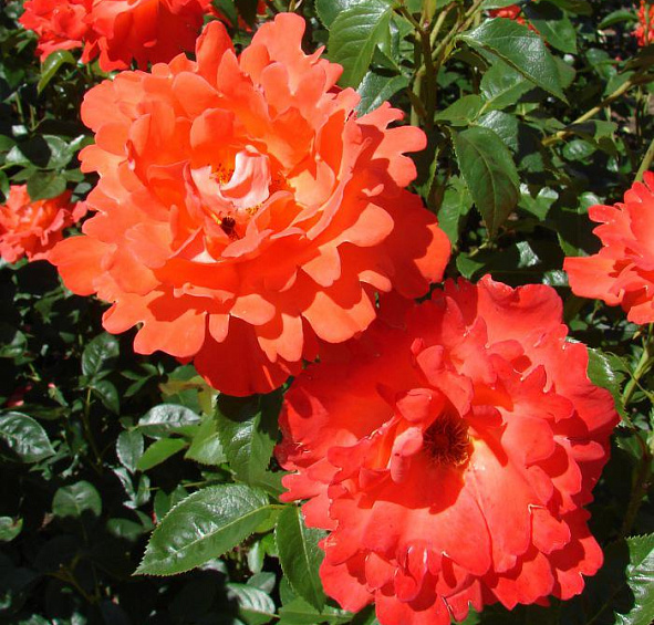 Роза Александр (Alexander)