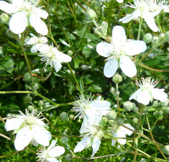 Лапчатка трехзубчатая 'Нуук'