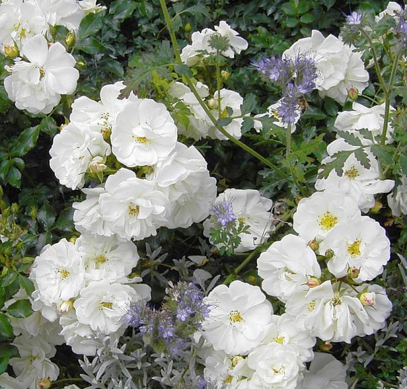 Роза 'Диамант' (шраб, парковая) (белая)