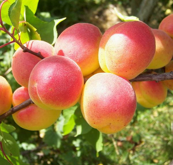 Абрикос 'Краснощекий'