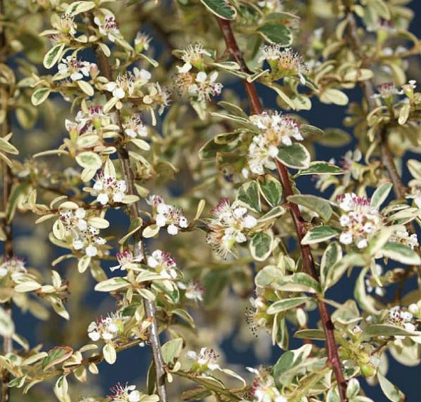 Кизильник шведский 'Джульетта'