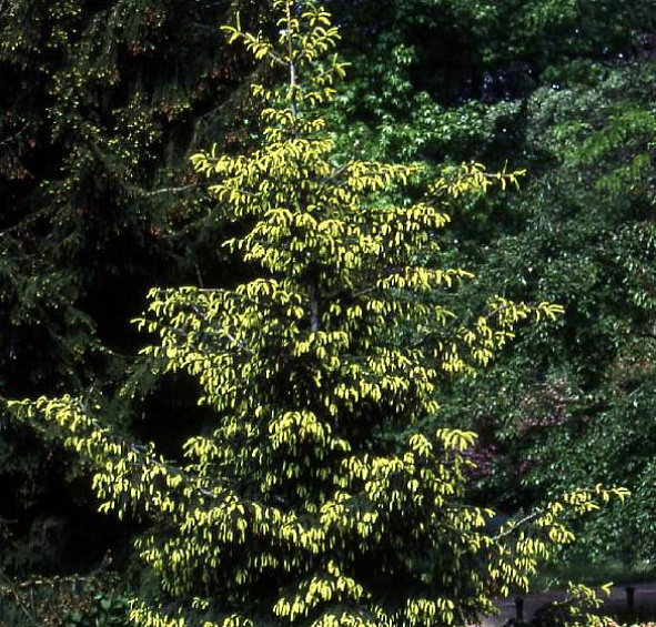 Ель восточная Ауреоспиката (Aureospicata)