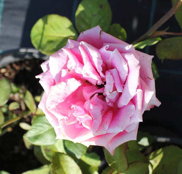 Роза 'Высоцкий' (чайно-гибридная, парковая) (розово-малиновая)