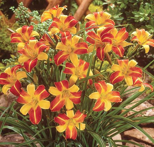 Лилейник Франц Халлс