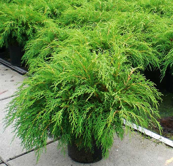 Микробиота перекрестнопарная