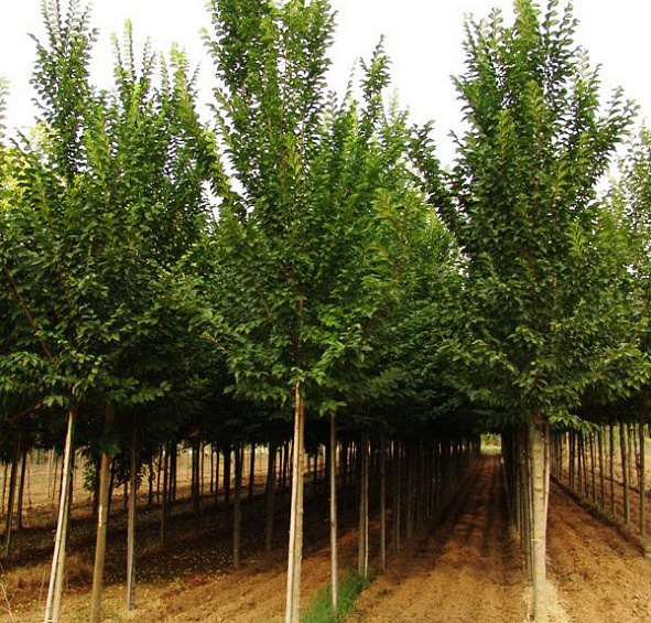 Вяз голандский 'Лобел'