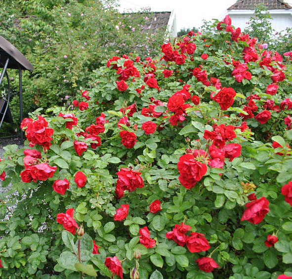 Роза Хансаланд (Hansaland)