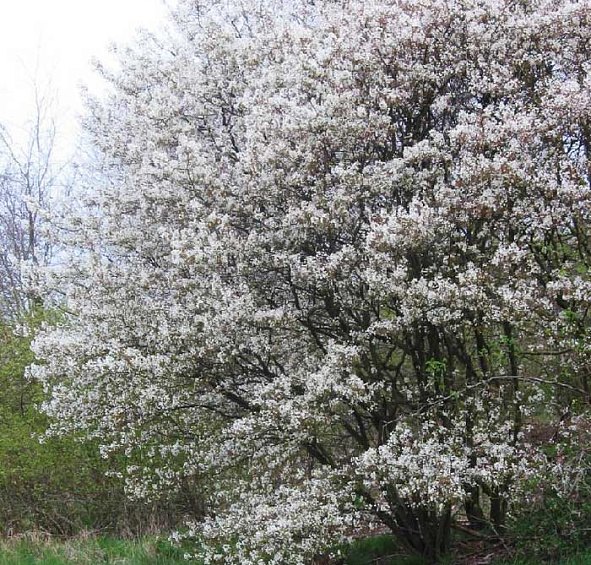 Ирга канадская (ламарка)