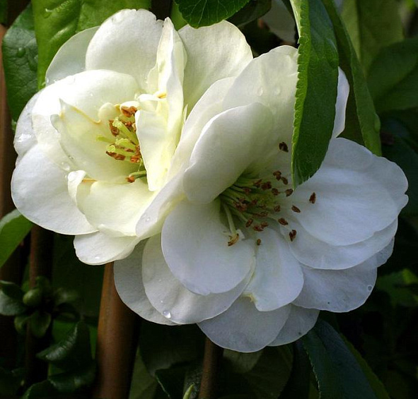 Айва прекрасная 'Юкиготен'