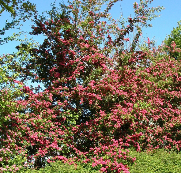 Боярышник обыкновенный