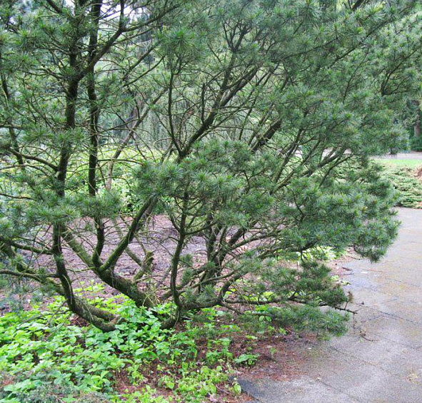 Сосна кедровая стелющаяся (кедровый стланник) 'Глаука'