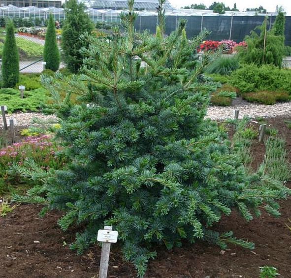 Сосна мелкоцветковая 'Негиши'