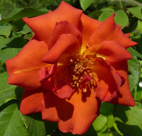 Роза Ариель Домбаль (Arielle Dombasle)