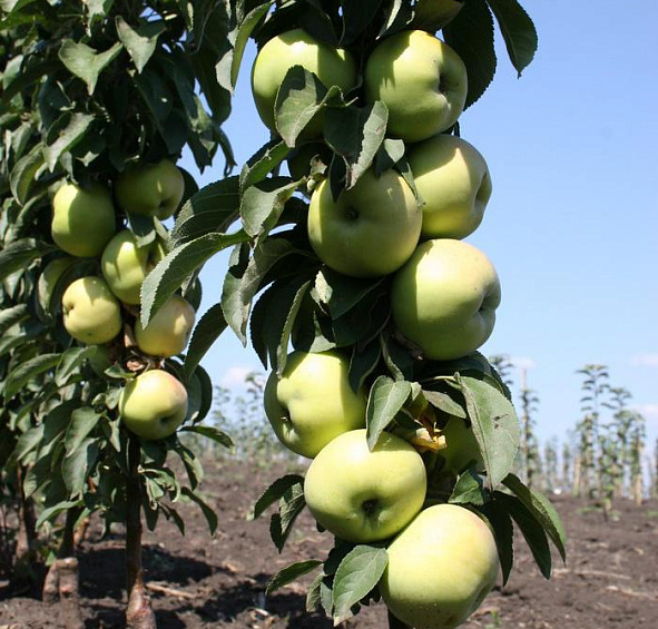 Яблоня колоновидная 'Президент'