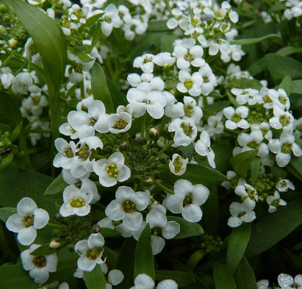 Алиссум Морской Исте Боннет белый