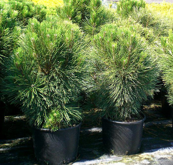 Сосна черная 'Фастигиата'