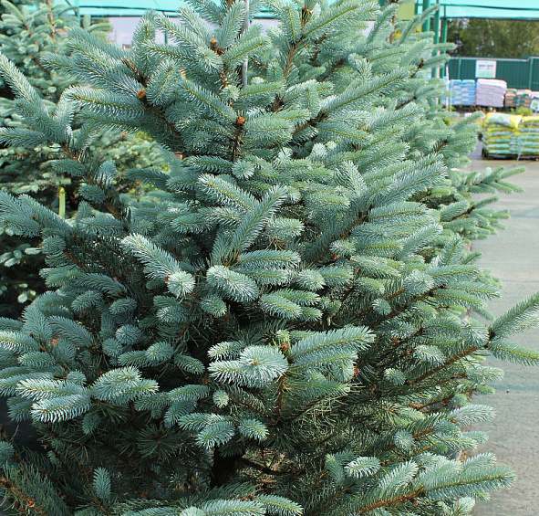 Ель колючая 'Фат Альберт'