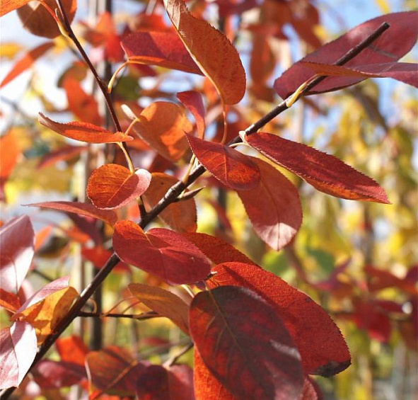 Ирга канадская (ламарка) 'Балерина'