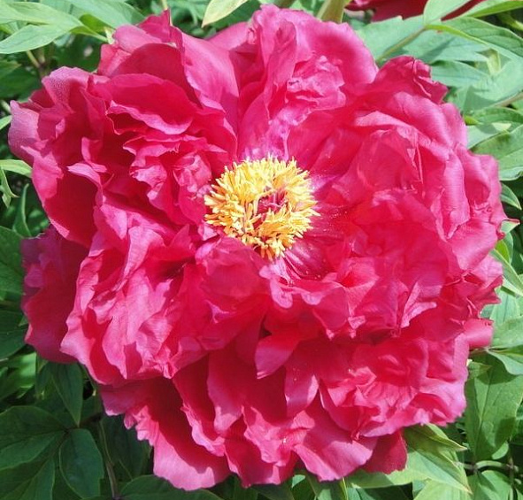 древовидный Асахи Минато (suffruticosa Asahi-minato)