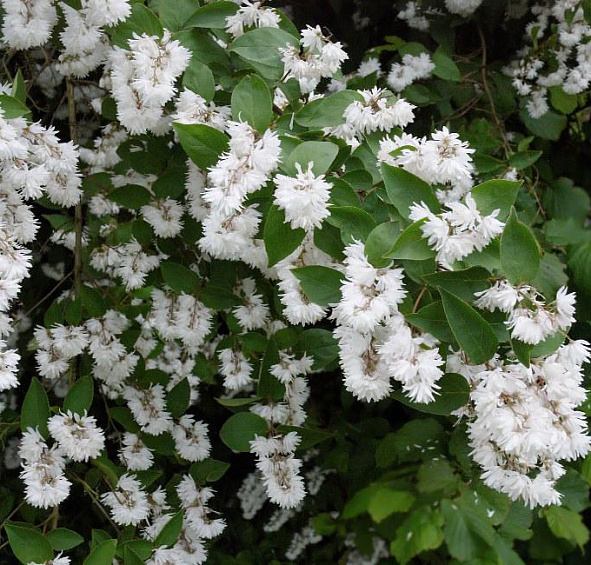 Дейция шершавая