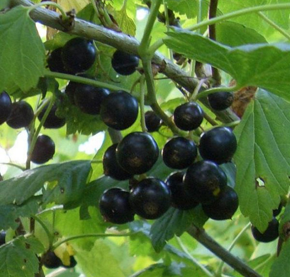 Смородина черная 'Вологда'