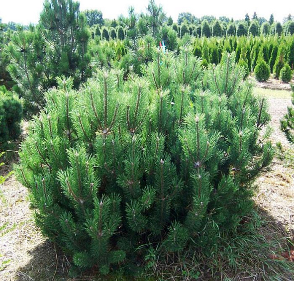 Сосна горная 'Мугус'