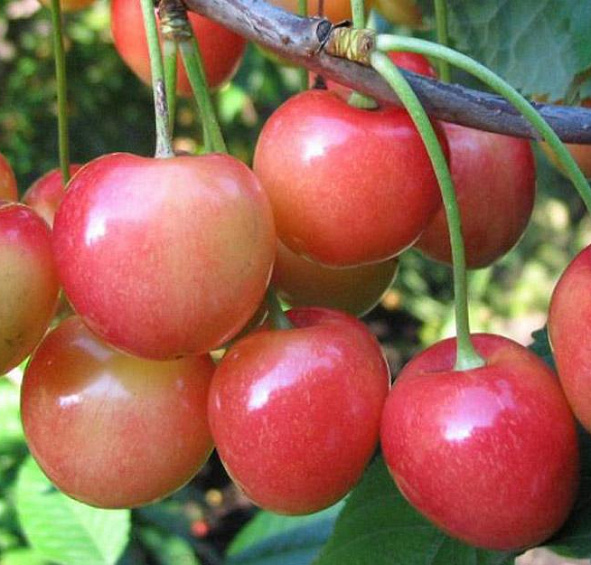 Черешня 'Юлия'