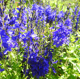 Вероника австрийская 'Роял Блю'