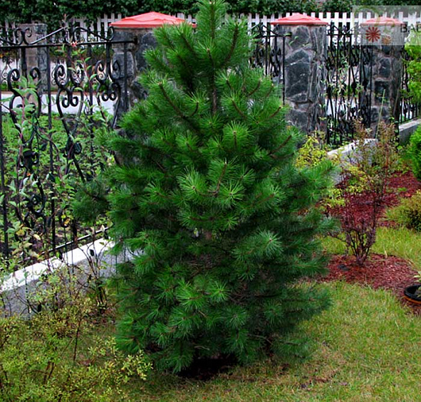 Сосна Черная (Pinus nigra)
