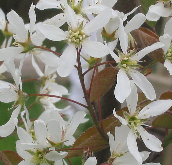 Ирга канадская (ламарка)