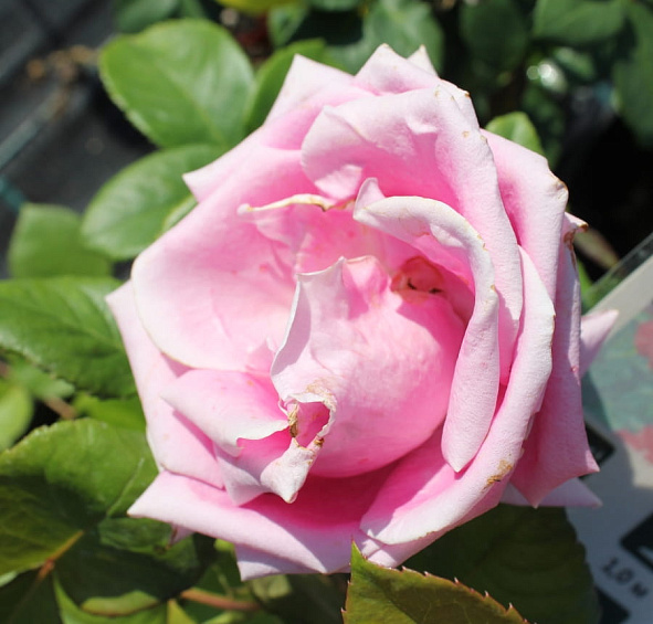 Роза 'Высоцкий' (чайно-гибридная, парковая) (розово-малиновая)