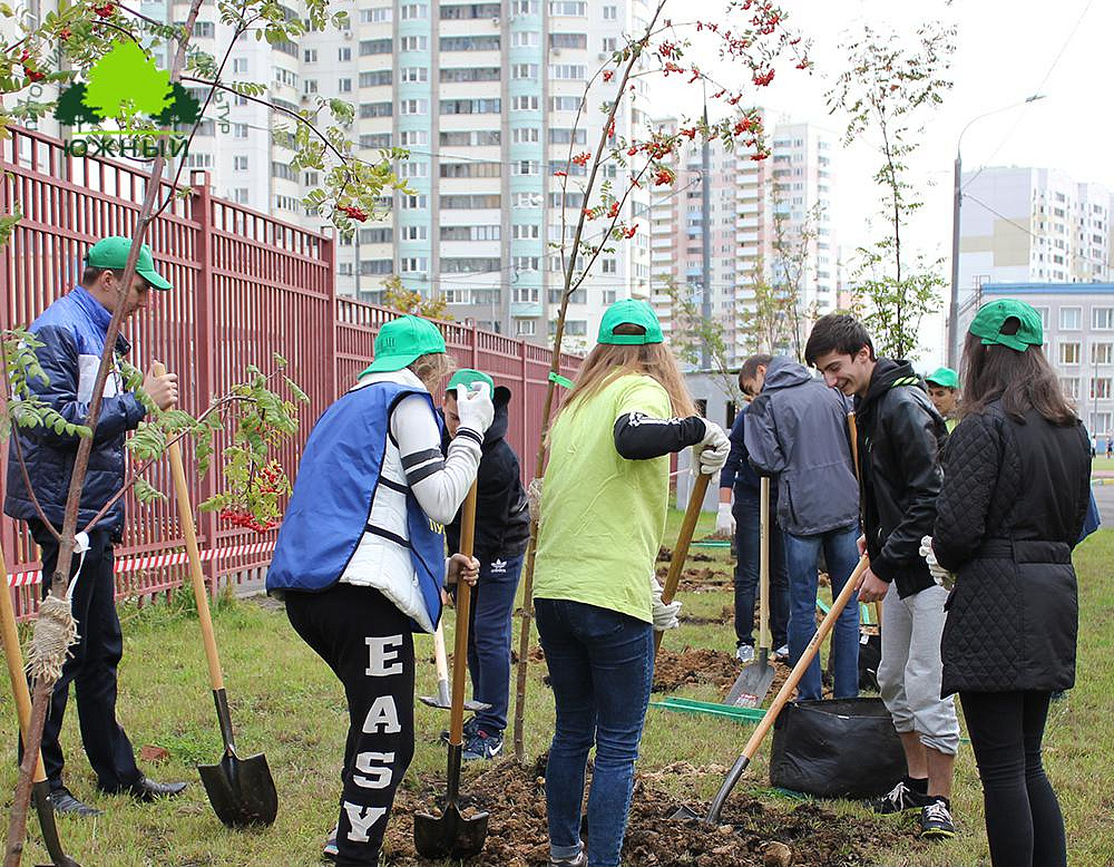 Фотоальбом Наш лес. Посади дерево 2015 8