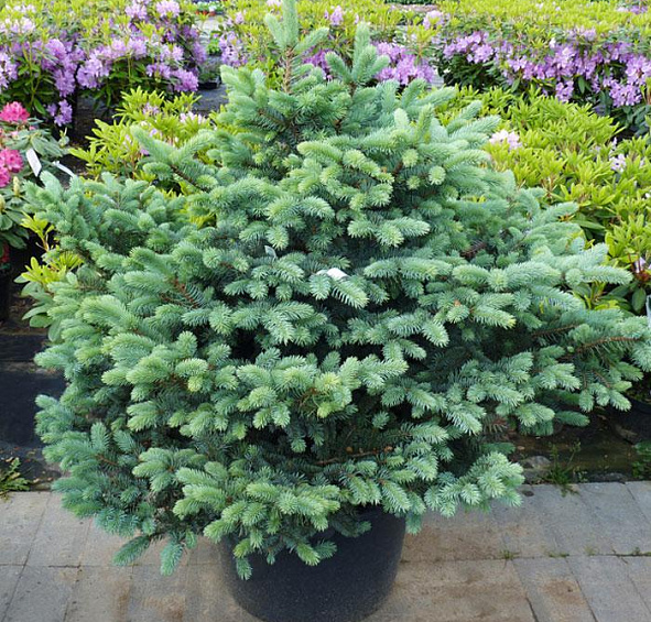 Ель колючая 'Глаука Глобоза'