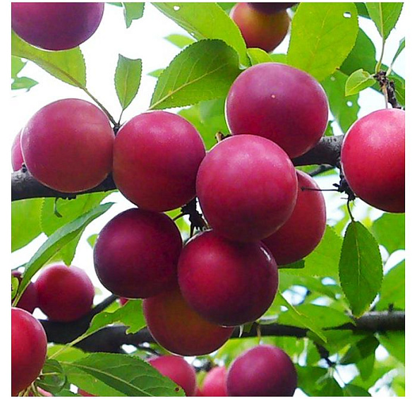 Слива Путешественница