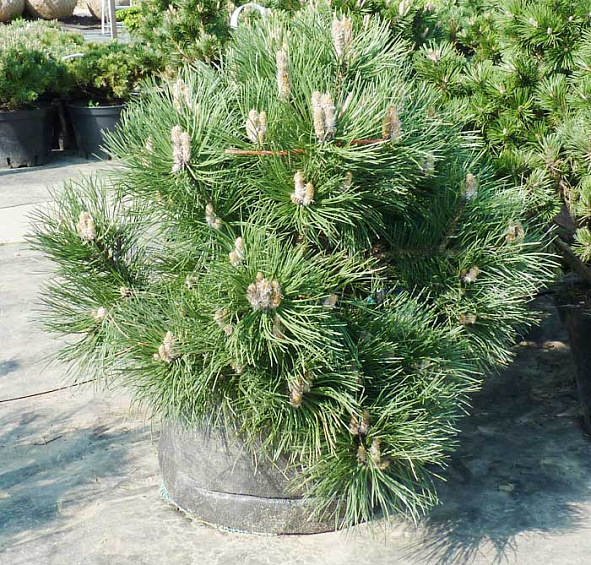 Сосна черная 'Нана'