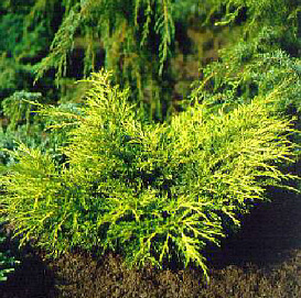 Можжевельник пфитцериана 'Мордиган Голд'