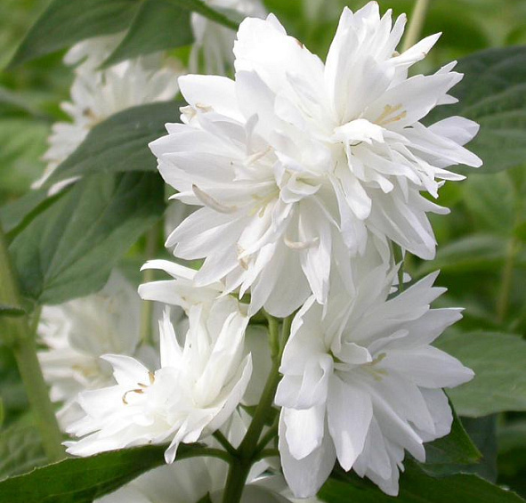 Чубушник 'Миннесота Сноуфлейк'