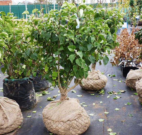 Сирень обыкновенная 'Бель де Ненси' (бело - розовая)