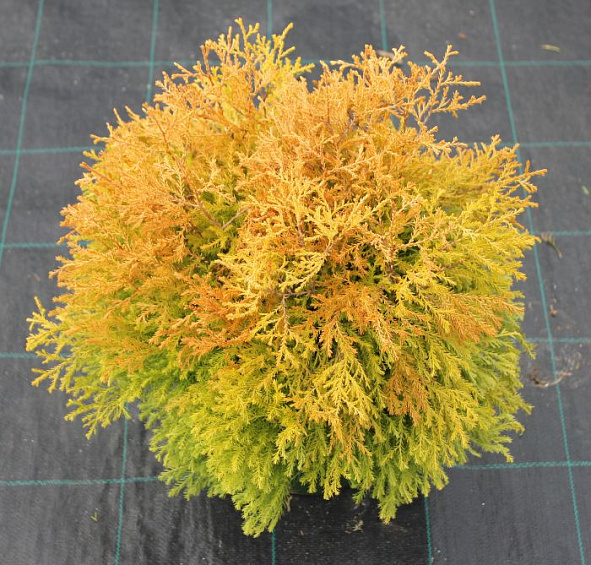 Туя западная 'Фаер Чиф'