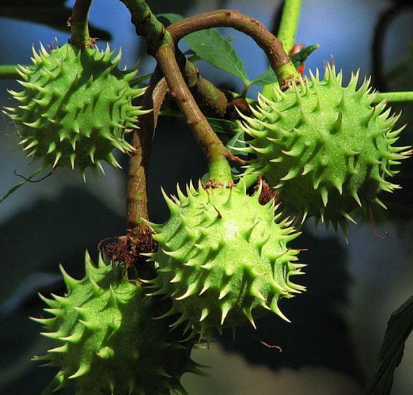 Каштан конский 'Баумани'