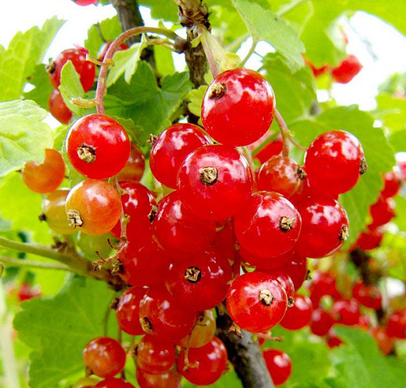 Смородина красная 'Сахарная'