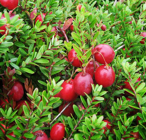 Клюква Стивенс (Stevens)