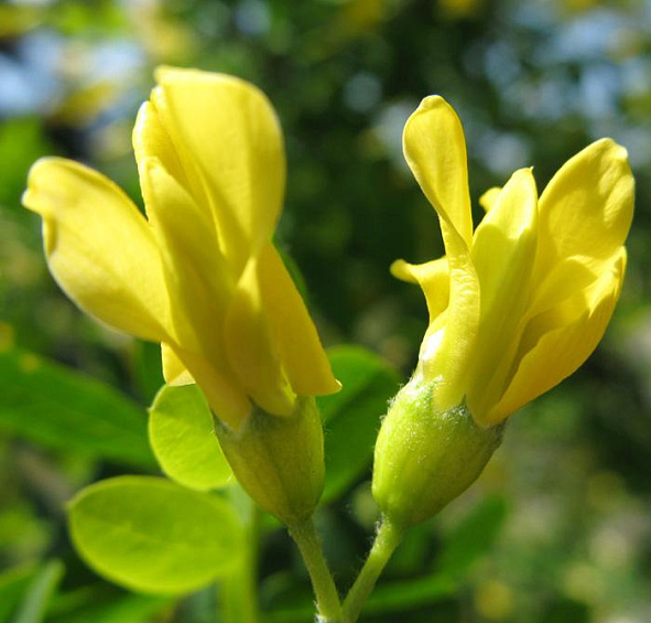 Акация (карагана) древовидная