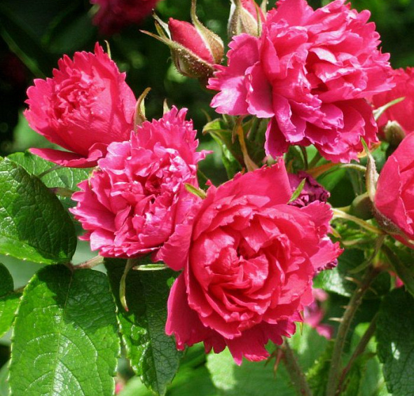 Роза 'Гротендорст' (парковая) (розовая)