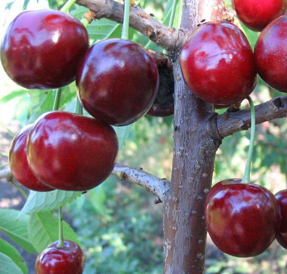 Черешня Крупноплодная