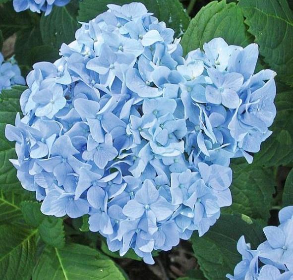 Гортензия крупнолистная 'Мини Пенни'