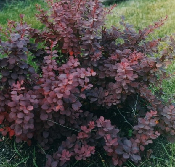 Барбарис обыкновенный пурпурный