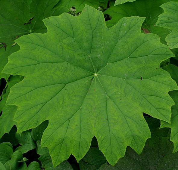 Астильбоидес пластинчатый