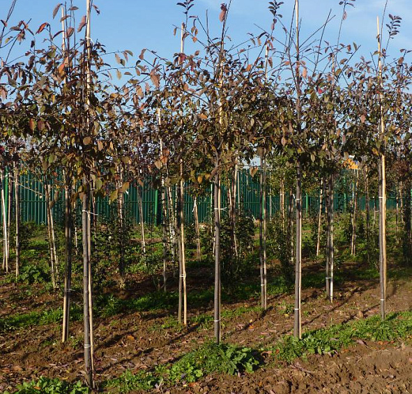 Яблоня декоративная 'Профьюжн'